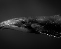 RichardRobinson_Humpback-Whale