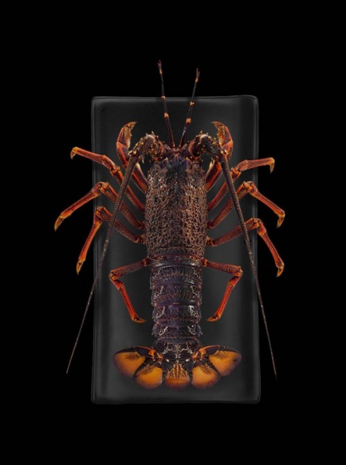Terry Wreford Hann - NZ Crayfish