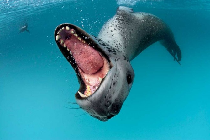 leopard-seal,-Antarctica