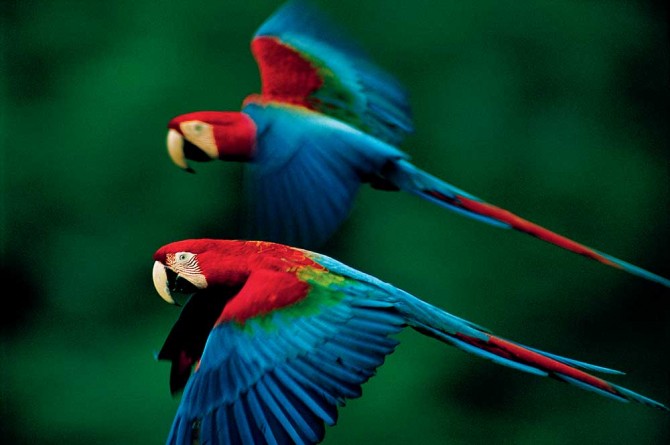 macaws,-Madidi-National-Park,-Bolivia