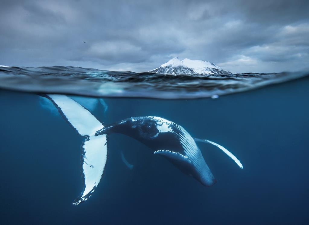 Audun Rikardsen, Norway, Wildlife Photographer of the Year