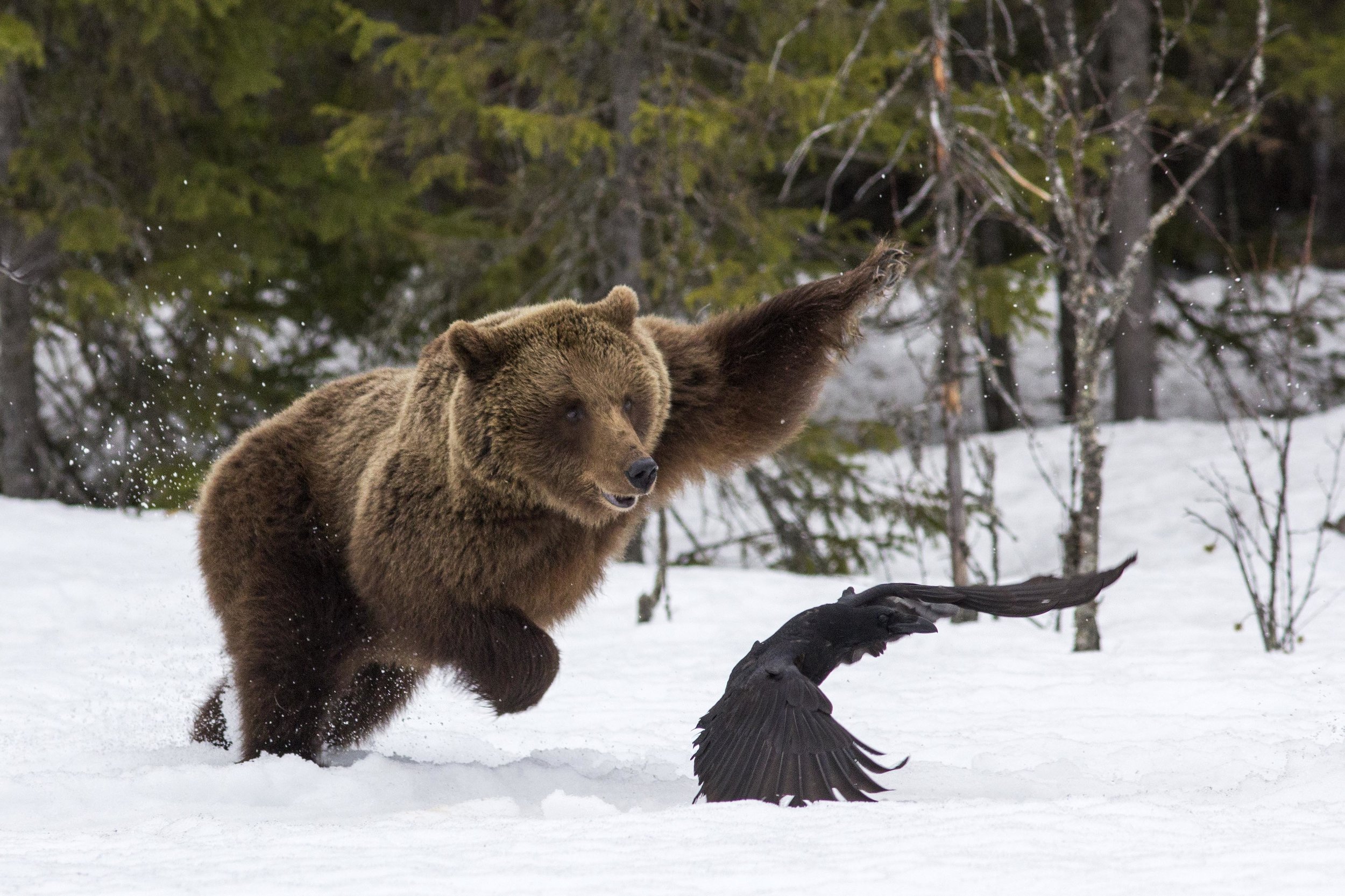 Mikhail Shatenev, Russia, Wildlife Photographer of the Year