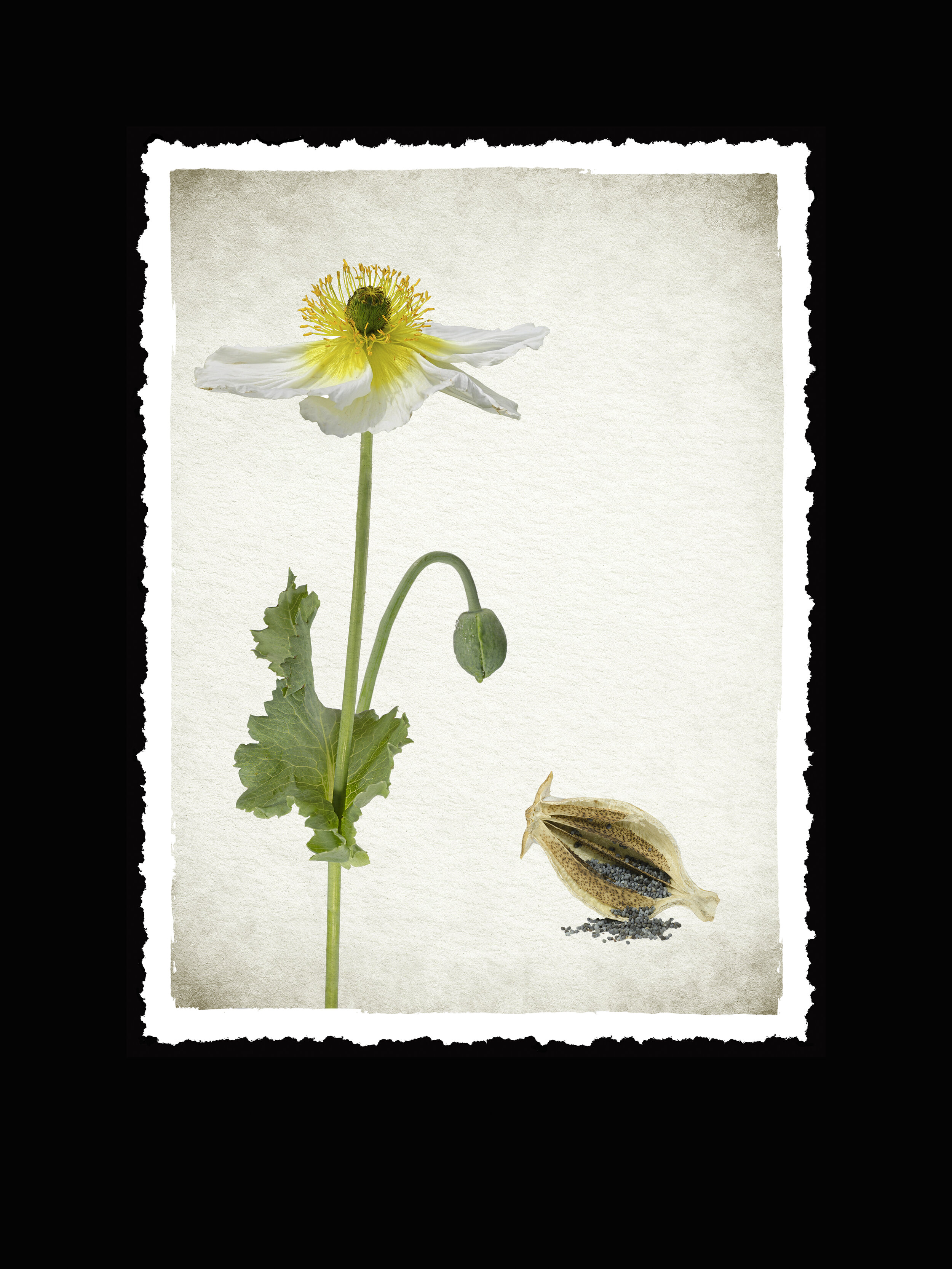 Papaver