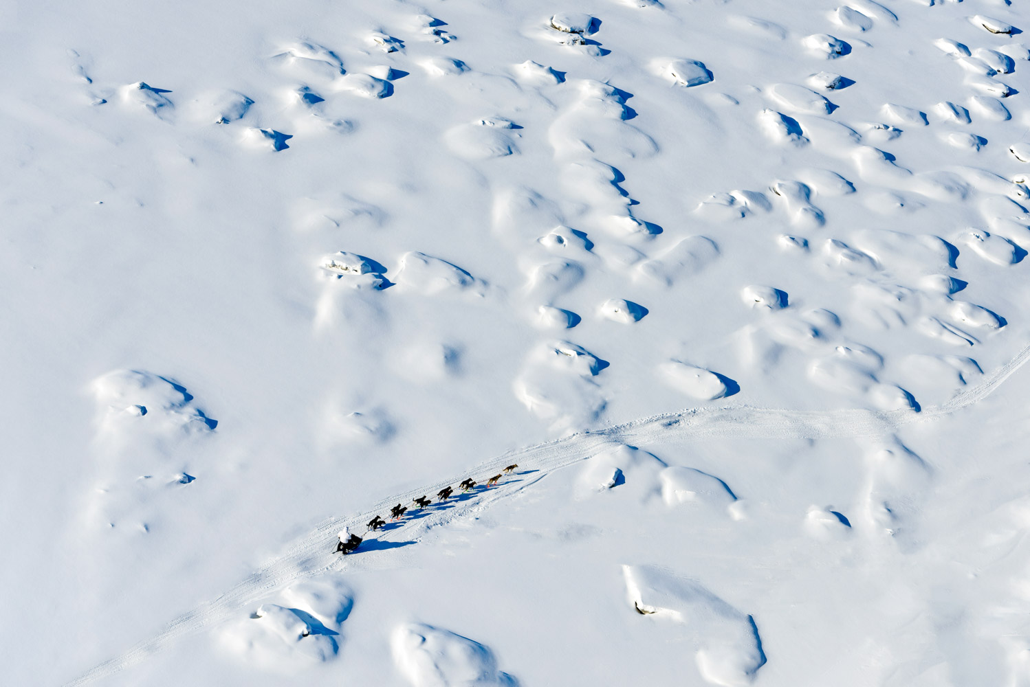 New Zealander Curt Perano on the frozen Yukon River during the 2014 Iditarod race; Nikon D800E, 70–200mm, f/5, 1/3200s, ISO 200
