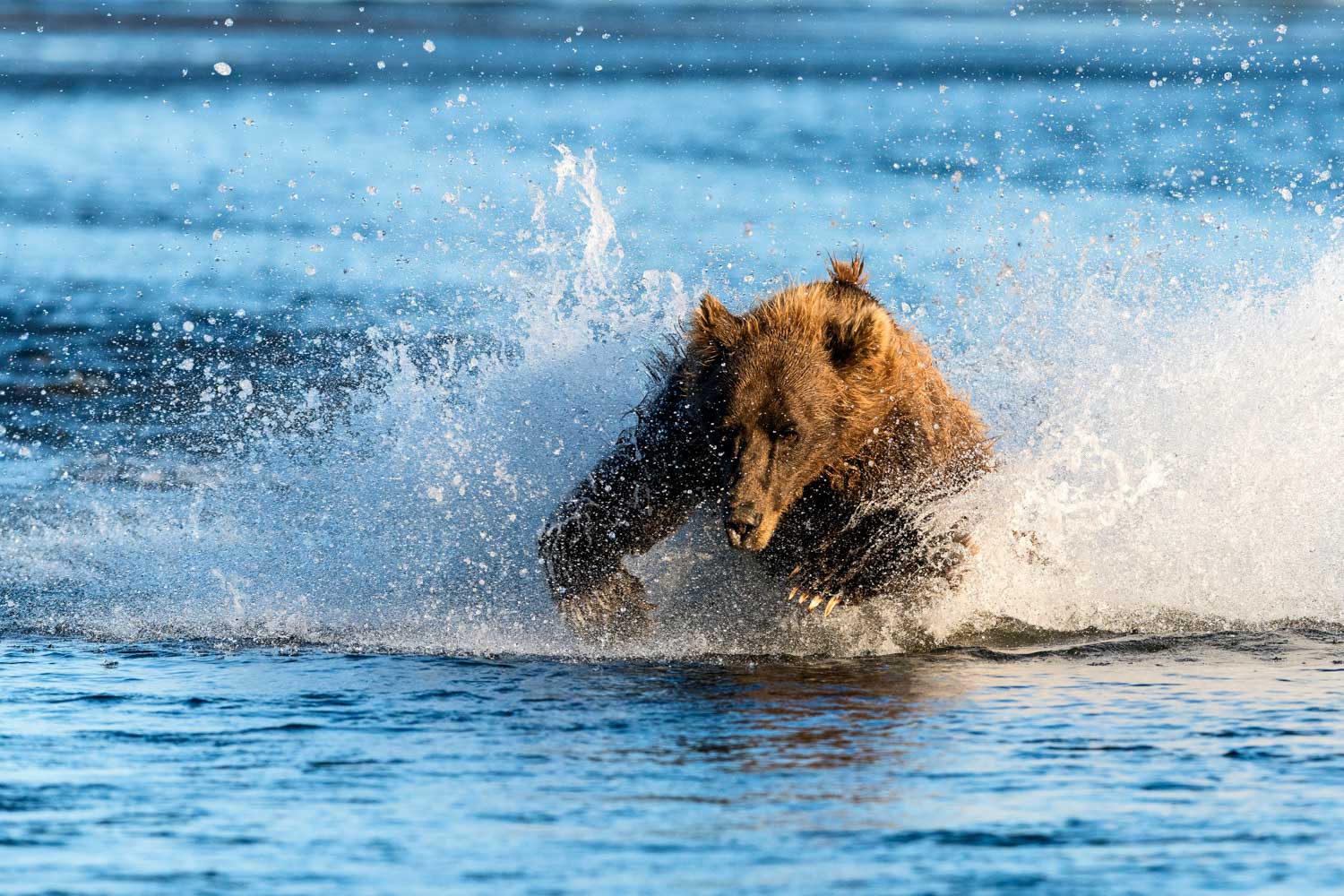 A grizzly bear launches himself at a darting salmon, Silver Salmon Creek;&nbsp;Nikon D810, 500mm, f/6.3, 1/2000s, ISO 800