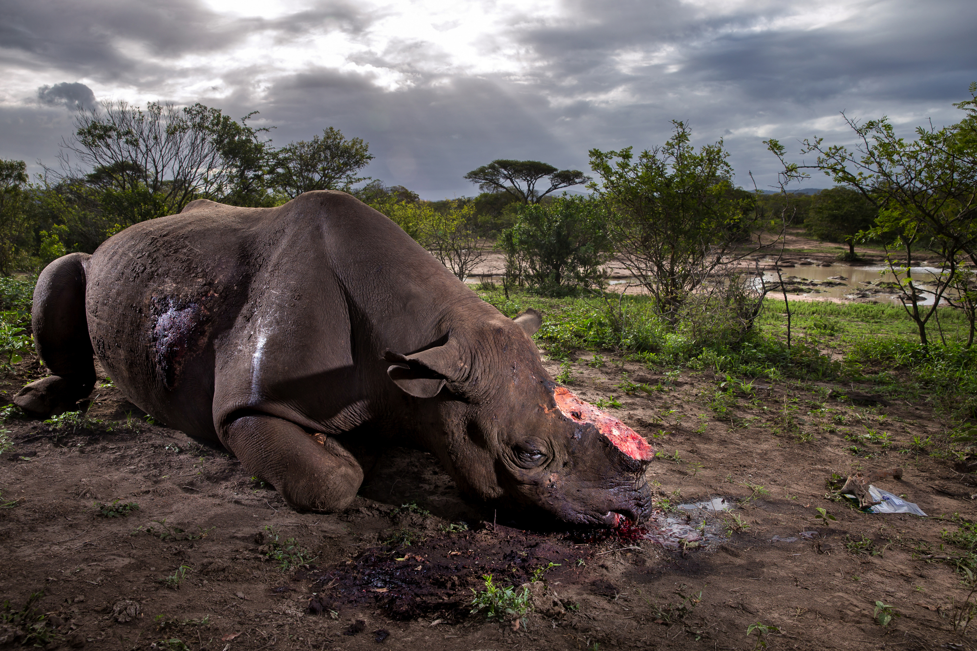 Brent Stirton, Getty Images photographer, The Deadly Rhino Horn Trade, Hluhluwe Umfolozi Game Reserve, Kwazulu Natal, South Africa, May 17, 2016.A Black Rhino Bull is seen dead, poached for its horns less than 24 hours earlier at Hluhluwe Umfolozi G…