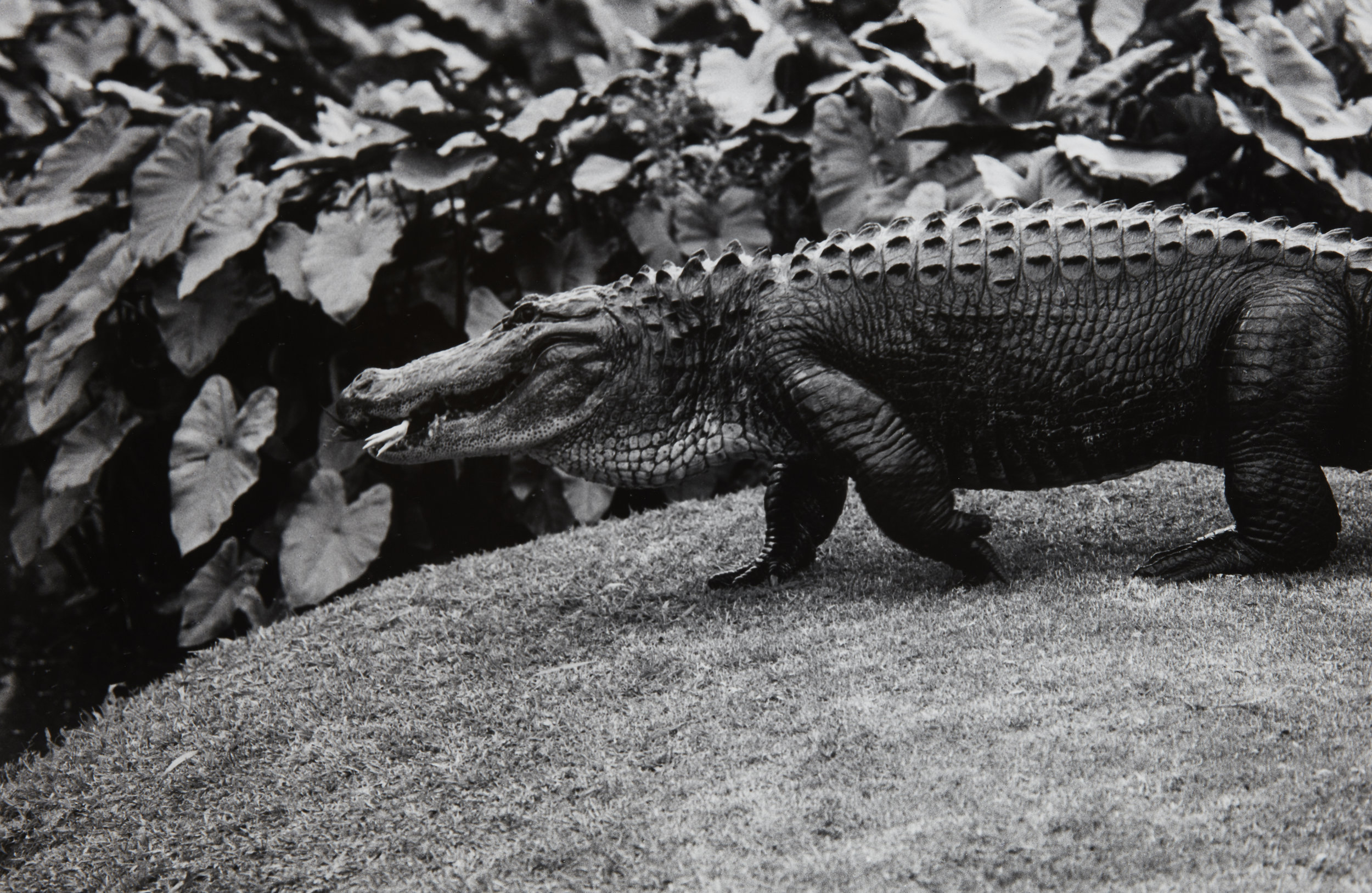 Peter Peryer, Alligator, 1998