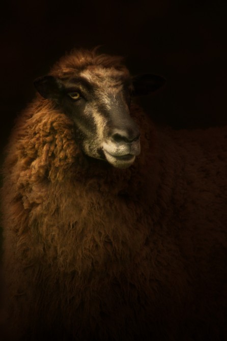 Mixed breed ewe, Epitaph series