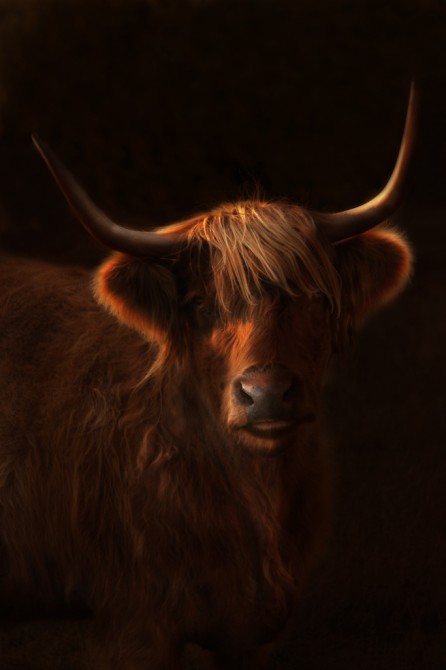 Highland cattle, Epitaph series
