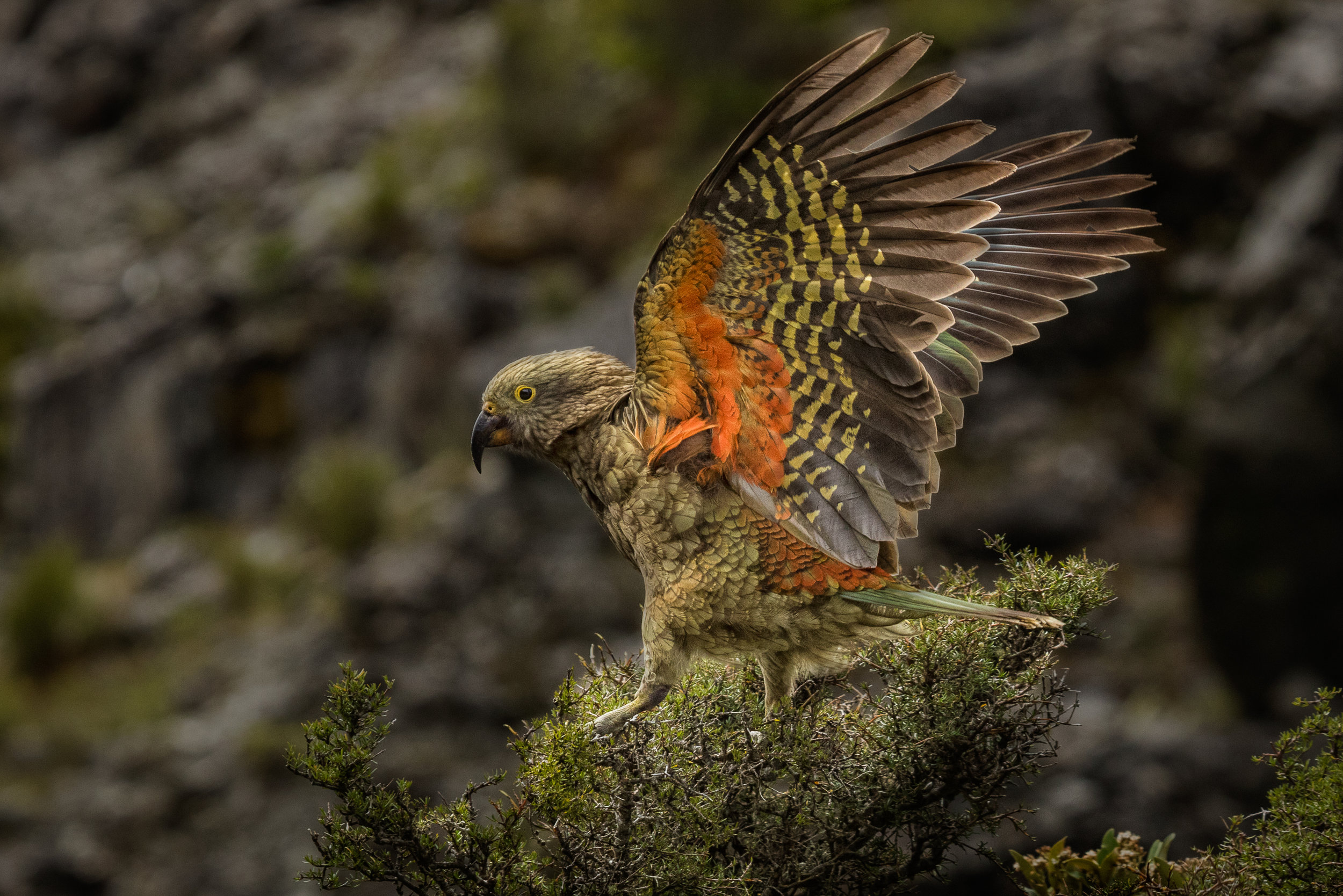 Juvenile Kea, Carolyn Elcock ANPSNZ AFIAP, Geoff Moon Nature Trophy and PSNZ Gold Medal for Best New Zealand Wildlife Projected Image