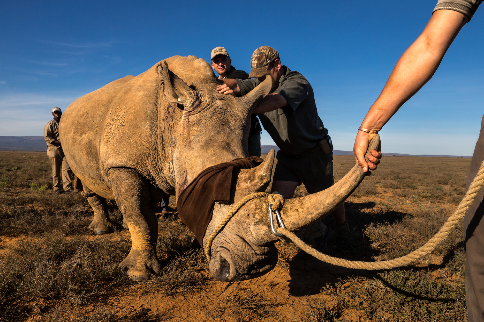 Brent Stirton, Getty Images photographer, Wildlife Photographer of the Year, Wildlife Photojournalist Award: Photo Story, First place, The Deadly Rhino Horn Trade, Memorial to a species: Ezulu Game Farm, Grahamstown, South Africa, May 15, 2016.our p…