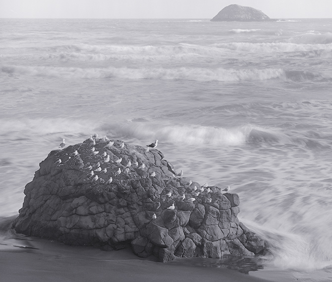 Muriwai rock & gulls