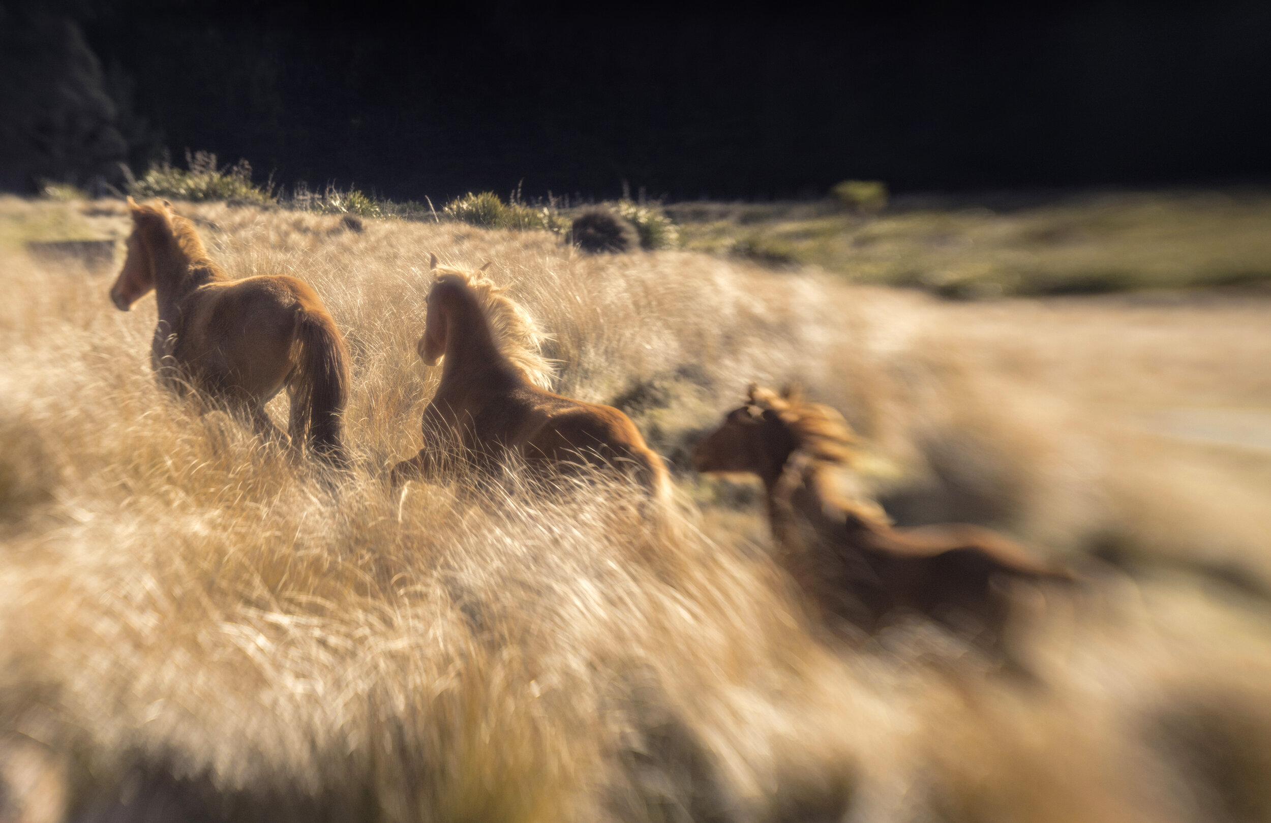 ESTHER BUNNING, KAIMANAWA HORSES, FROM THE ARTFUL FILLY, NIKON D850, LENSBABY, 50MM, 1/1600S, F/2.5, ISO 250