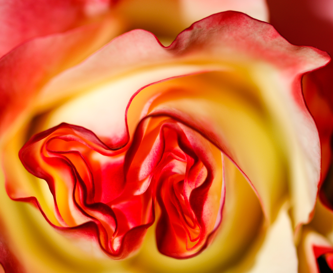 Macro — Gayle Freeman