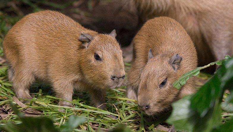 generic-capybara-1-rectangle.jpg