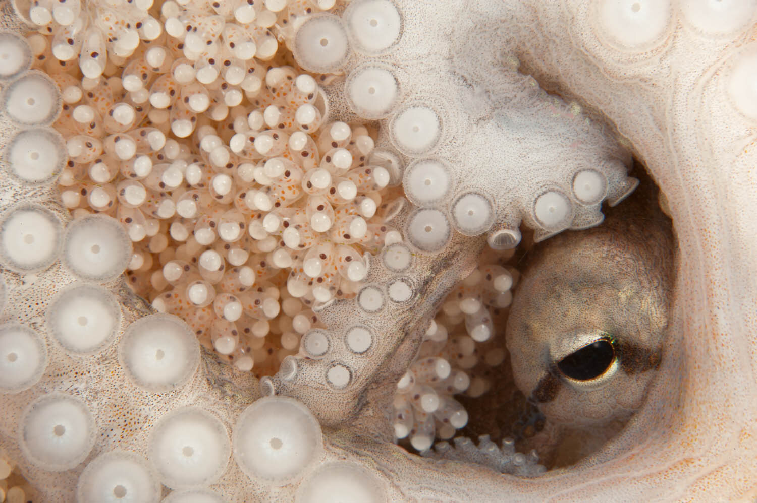 The eye of a female Hutton’s Octopus (Octopus huttoni)  guarding her developing embryos, Aquarium Point, Otago Harbour