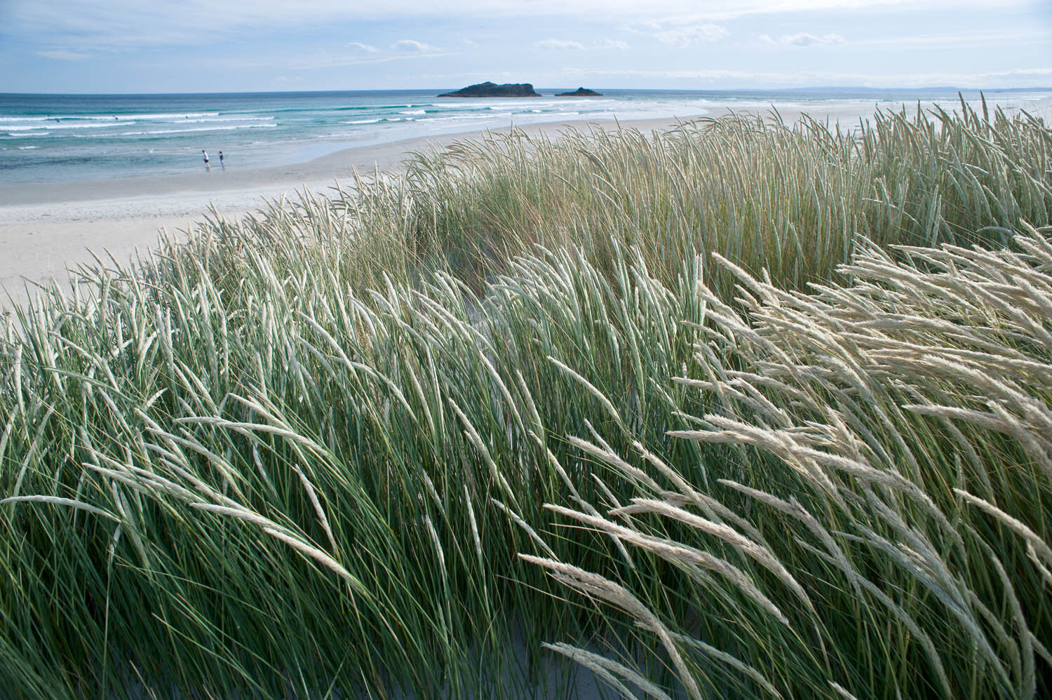 Marram grass (Ammophila arenaria), an introduced grass native to Europe and North Africa, Smaills Beach, Otago Peninsula &nbsp;