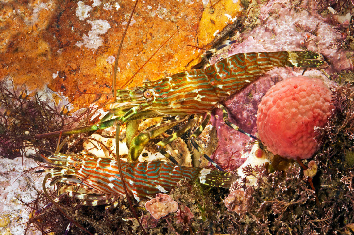 Painted shrimp (Alope spinifrons) pair, with smaller female in foreground, Otago Harbour