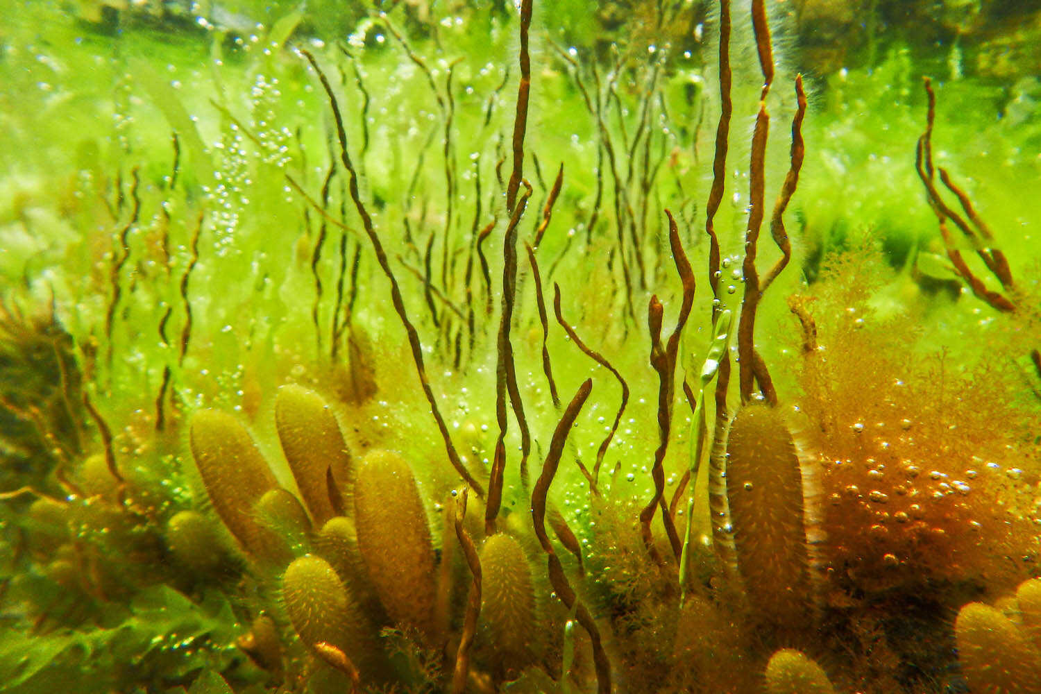 Brown seaweed (Scytosiphon lomentaria) growing among sea lettuce (Ulva sp.), and brown sea sac (Adenocystis utricularis), Brighton Beach&nbsp;