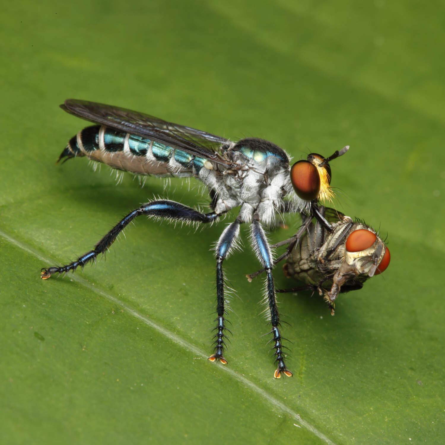 Assassin fly, Canon 5d Mark II, 100mm, 1/200s, f/22, ISO 100