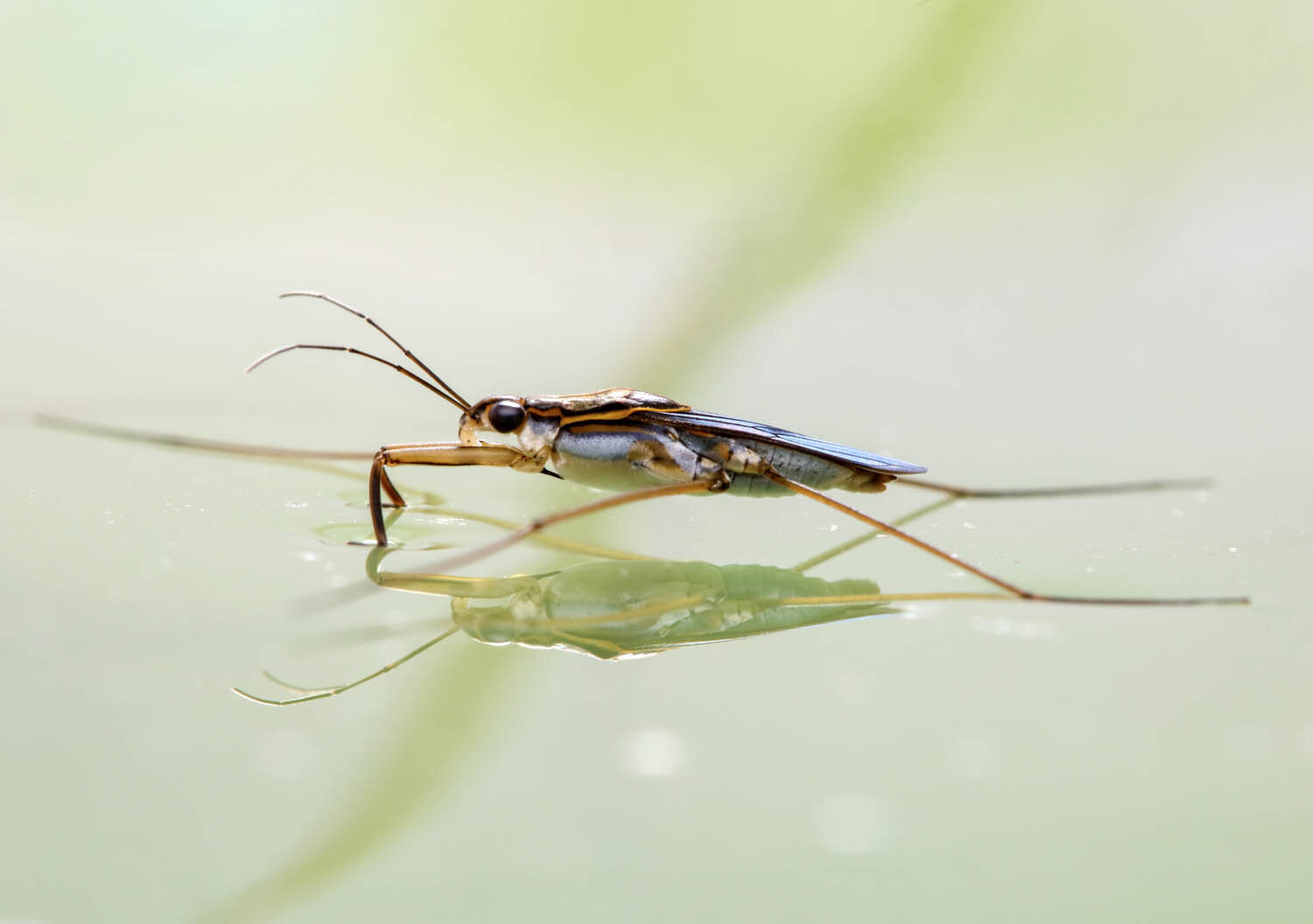 Water strider, Canon 5DsR, 100mm, 1/200s, f/16, ISO 200