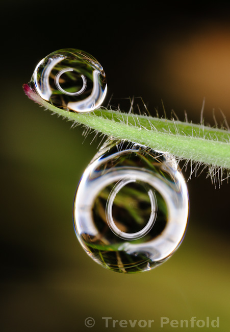 Water Droplets on Blade of Grass